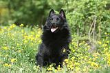 SCHIPPERKE 577